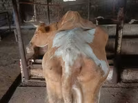 암소, Simmental cattle — 사진 2