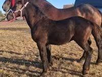 ঘোড়া, Percheron — ছবি 1