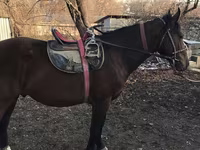 Koń, Konie — zdjęcie 1