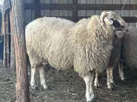 የጎትት አውራ በግ, Sheep — ፎቶ 1
