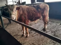 Bull, Cattle — photo 3