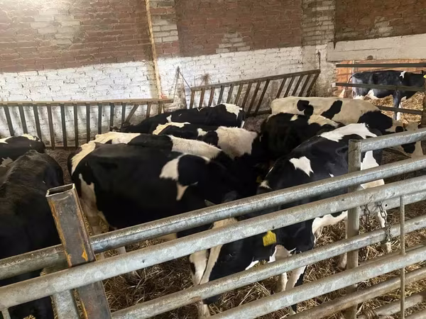 암소, Russian Black pied cattle