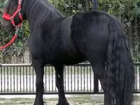 گھوڑا, Fell pony — تصویر 2