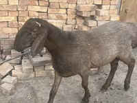 แกะตัวผู้, Rhon sheep — รูปภาพ 8