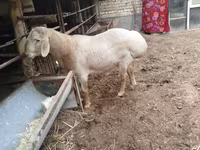 Wad, Arashan sheep — sawirka 7