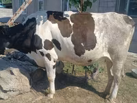 گاو ماده, Russian Black pied cattle — عکس 1