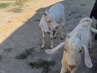 बकरा, Nubian Goat — फ़ोटो 6
