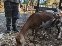 بز ماده, Nubian Goat — عکس 4
