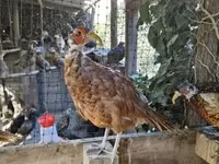 Guinea fowl — 2 зураг