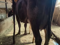 গাভী, গরু — ছবি 2
