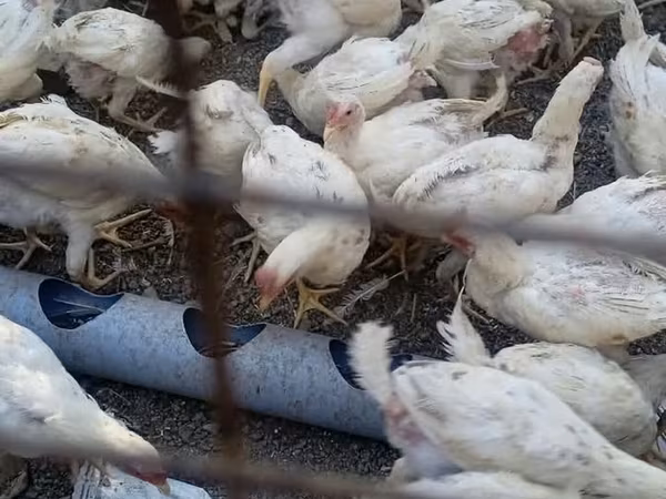 Chickens