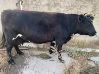 گاو ماده, Russian Black pied cattle — عکس 4