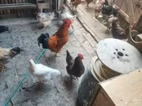 Chickens — 照片 7
