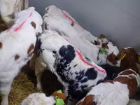 گاو نر, Simmental cattle — عکس 3