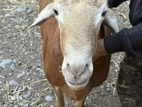 숫양, Rhon sheep — 사진 4