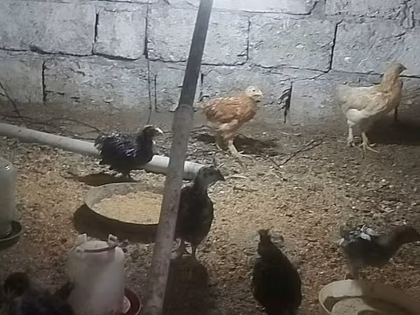 오스트랄롭