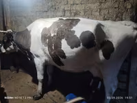 Mucca, Razza Holstein — foto 3
