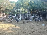 Geese — foto 3