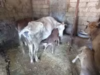 گاو ماده, Simmental cattle — عکس 1