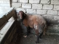 Wad, Sheep — sawirka 4