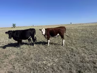Lembu betina, Kazakh White-headed cow — foto 1