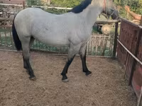 Koń, Konie — zdjęcie 4
