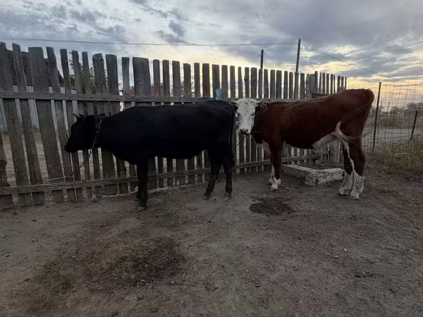 Krava, Simmental cattle