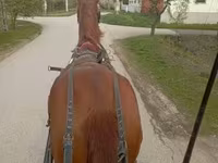 Kůň, Koně — foto 1