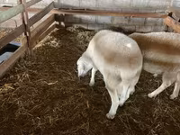 Vædder, Assaf sheep — foto 4