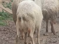Ged, Saanen goat — foto 6