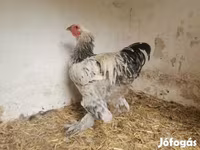 Brahma — foto 1