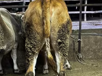 பசு, Swiss cattle — புகைப்படம் 2