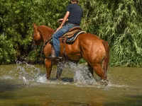 Jument, Quarter Horse — photo 7