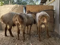 Schaf, Arashan sheep — Foto 7