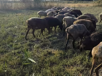 Sheep, Sheep — photo 3