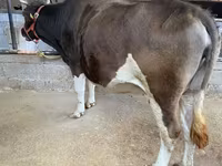 Ko, Holstein-race — foto 2