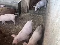 Prasata (šarže, pohlaví neuvedeno), Топигс Норсвин — foto 1