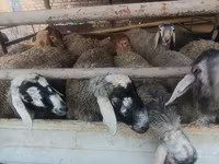 Kambing jantan, Sheep — foto 4
