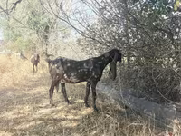 Buk, Nubian Goat — foto 5