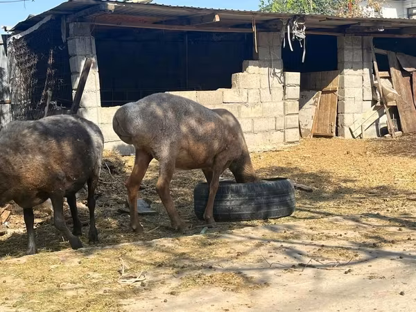 Owca, Arashan sheep
