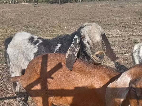 Billy Goat, Nubian Goat — Moldova