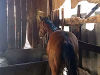 घोड़ी, Thoroughbred horse — फ़ोटो 2