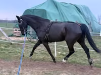 Kobila, Dutch warmblood horse — fotografija 4