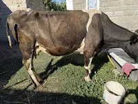 பசு, Swiss cattle — புகைப்படம் 1