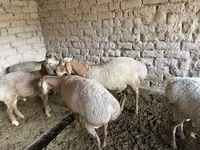 Cừu đực, Rhon sheep — ảnh 3
