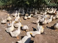 Ducks — fotografija 2