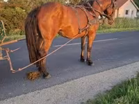 母马, Horses — 照片 2