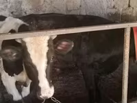 گاو نر, Russian Black pied cattle — عکس 3