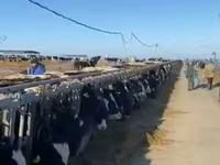 황소, 홀슈타인 품종 — 사진 3