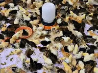 ISA Բրաուն — լուսանկար 2